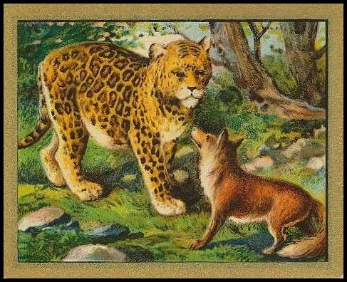 79 The Leopard And The Fox